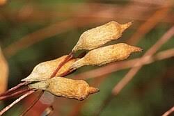 Attēlu rezultāti vaicājumam “Pogonatum dentatum”