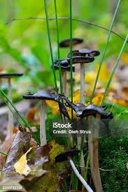 Attēlu rezultāti vaicājumam “Protostropharia alcis”