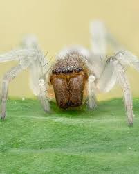 Attēlu rezultāti vaicājumam “Cheiracanthium sp. male”