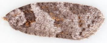 Attēlu rezultāti vaicājumam “Eana incanana”