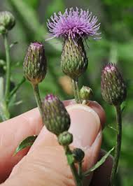 Attēlu rezultāti vaicājumam “Cirsium x rigens leaf”