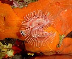 Attēlu rezultāti vaicājumam “Didymium serpula”