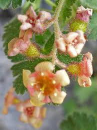 Attēlu rezultāti vaicājumam “Ribes nigrum flower”