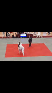 Image result for Carmarthen Judo Club