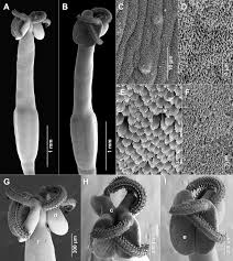 Attēlu rezultāti vaicājumam “Rhynchostegiella tenella sporophyte”