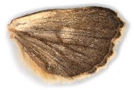 Attēlu rezultāti vaicājumam “Abrostola tripartita”