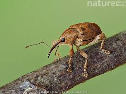 Attēlu rezultāti vaicājumam “Curculio venosus”