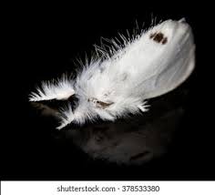 Attēlu rezultāti vaicājumam “Euproctis similis imago”