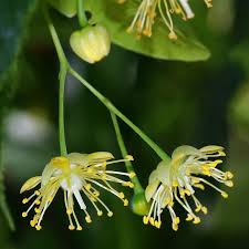 Attēlu rezultāti vaicājumam “Tilia platyphyllos subsp. cordifolia flower”