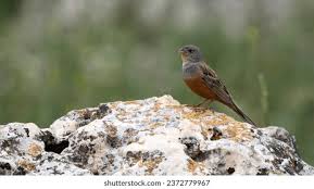 Image result for Emberiza caesia