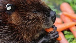 Attēlu rezultāti vaicājumam “Castor fiber”