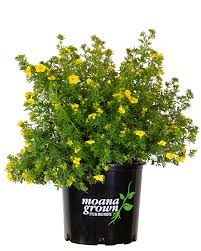 Attēlu rezultāti vaicājumam “Pentaphylloides fruticosa”