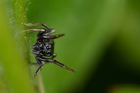 Attēlu rezultāti vaicājumam “Heliophanus sp.”