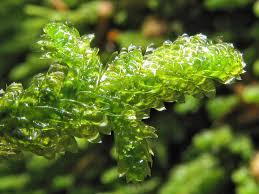 Attēlu rezultāti vaicājumam “Neckera”