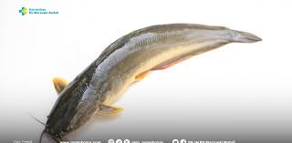 Image result for ikan