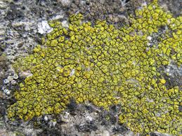 Attēlu rezultāti vaicājumam “Candelariella sp.”