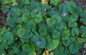 Attēlu rezultāti vaicājumam “Viola odorata leaf”