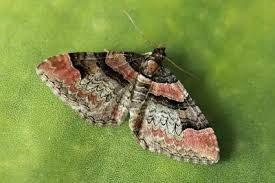 Attēlu rezultāti vaicājumam “Catarhoe rubidata”