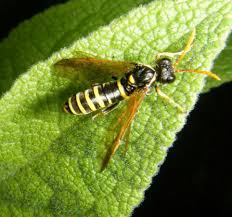 Attēlu rezultāti vaicājumam “Tenthredo scrophulariae larva”