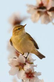 Attēlu rezultāti vaicājumam “Phylloscopus collybita adult”