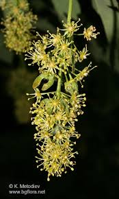 Attēlu rezultāti vaicājumam “Acer pseudoplatanus flower”