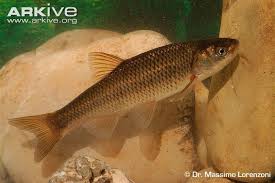 Image result for Squalius vardarensis