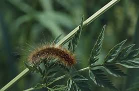 Attēlu rezultāti vaicājumam “Arctia caja larva”