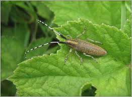 Attēlu rezultāti vaicājumam “Agapanthia villosoviridescens”