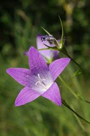 Image result for Campanula patula