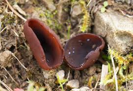 Attēlu rezultāti vaicājumam “Peziza badia”