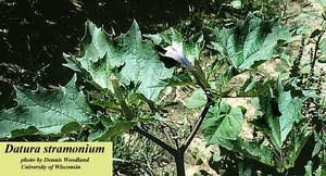 Attēlu rezultāti vaicājumam “Datura stramonium”