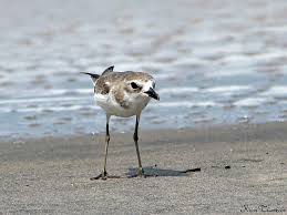 Image result for Charadrius mongolus