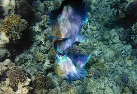 Image result for Scarus zelindae