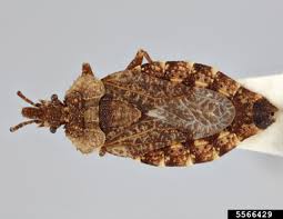 Attēlu rezultāti vaicājumam “Aradus betulae”