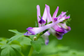 Attēlu rezultāti vaicājumam “Corydalis”