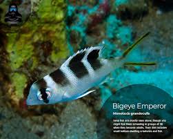 Image result for Monotaxis grandoculis