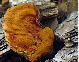 Attēlu rezultāti vaicājumam “Onnia triquetra”