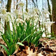 Attēlu rezultāti vaicājumam “Galanthus nivalis fruit”