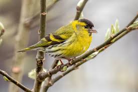 Attēlu rezultāti vaicājumam “Carduelis spinus male”
