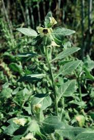 Image result for bilsenkraut