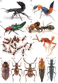 Attēlu rezultāti vaicājumam “Staphylinidae”