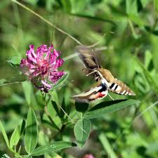 Attēlu rezultāti vaicājumam “Hyles gallii imago”