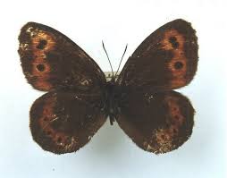 Attēlu rezultāti vaicājumam “Erebia ligea upperside”