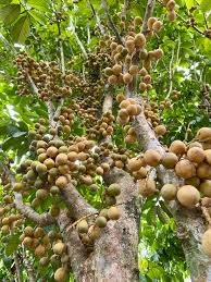 Image result for Lansongammon