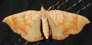 Attēlu rezultāti vaicājumam “Eulithis pyropata”