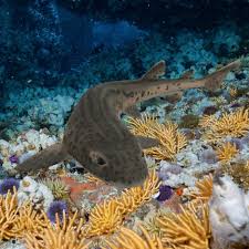 Image result for Poroderma pantherinum