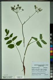 Attēlu rezultāti vaicājumam “Pimpinella saxifraga”