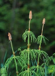 Attēlu rezultāti vaicājumam “Equisetum pratense”