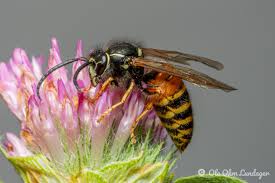 Attēlu rezultāti vaicājumam “Vespula rufa”