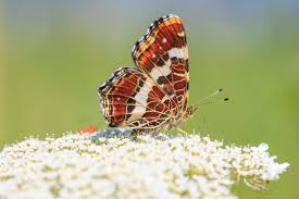 Attēlu rezultāti vaicājumam “Araschnia levana underside”